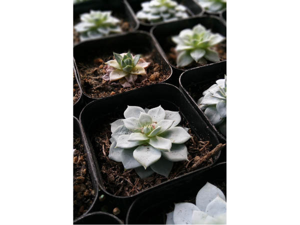 Good Low Light Performance