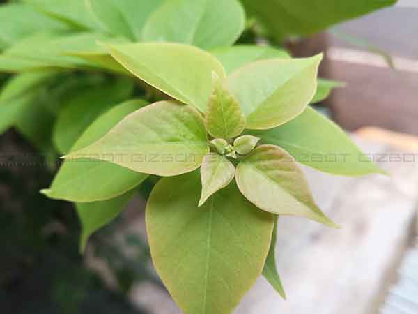 10 Sample Shots show Honor 5C's camera prowess