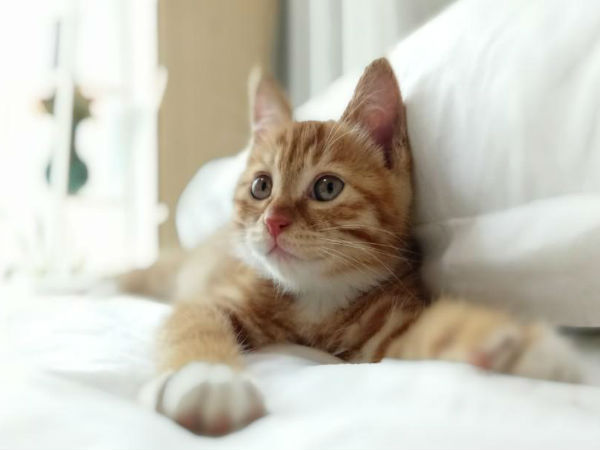 Another Xiaomi Leak: Dual Camera Samples, Redmi Pro Variant LEAKED