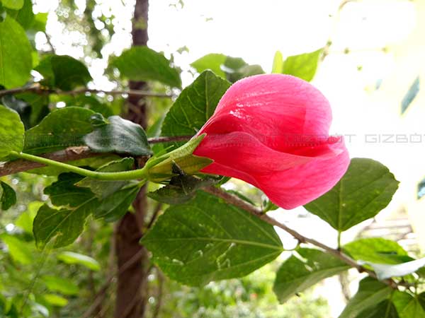 Oppo F1s REVIEW: A Great Camera setup, Hardware could have been Better