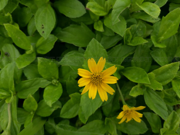 Honor 8 Camera is miles ahead of the competition Honor 8 Camera is miles ahead of the competition