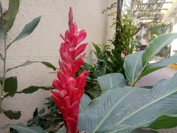 Gionee S6 Pro Review: Strictly for Selfie Lovers!