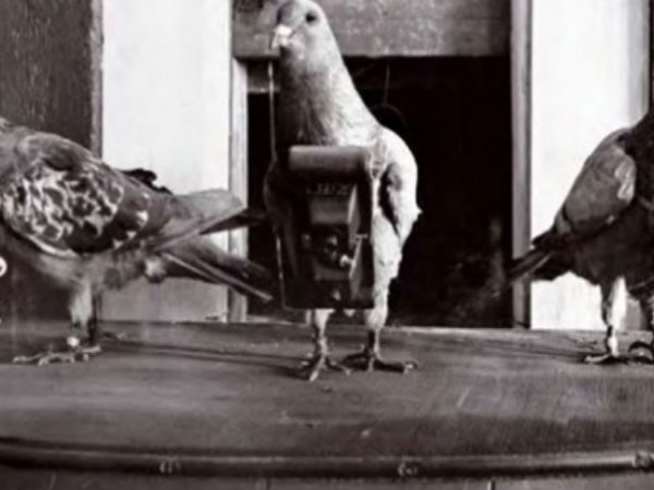 Pigeon Camera, 1907