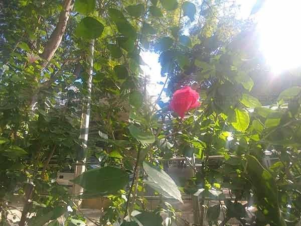 LG V20 Review: The Most Underrated Smartphone of 2016!