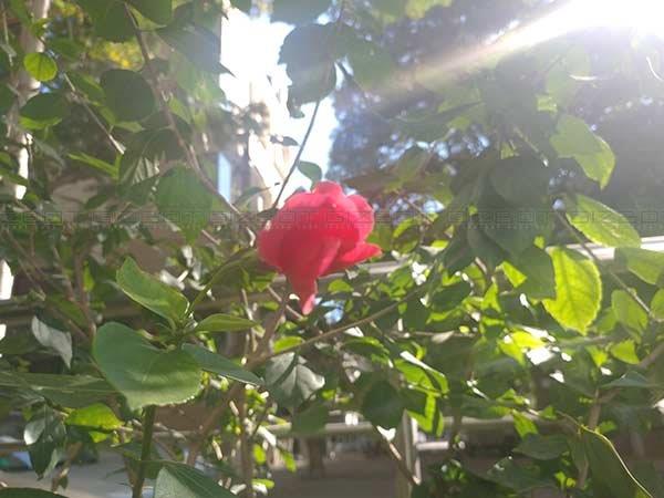 LG V20 Review: The Most Underrated Smartphone of 2016!