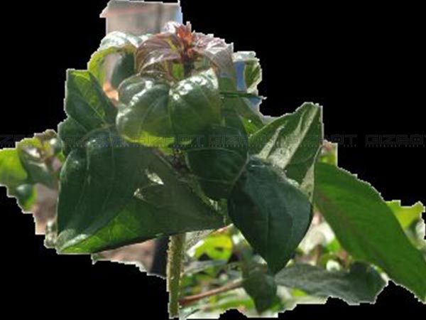 Lenovo Phab 2 Plus Review: a worthy competitor to the Xiaomi Mi Max