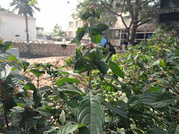 Lenovo Phab 2 Plus Review: a worthy competitor to the Xiaomi Mi Max