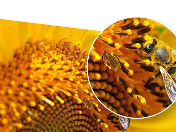 World’s first Ultra HD Camera mode delivering stunning 50MP resolution images