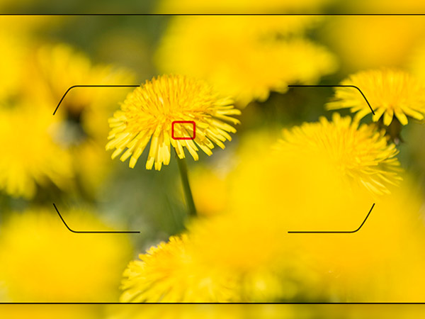 Single Autofocus Mode