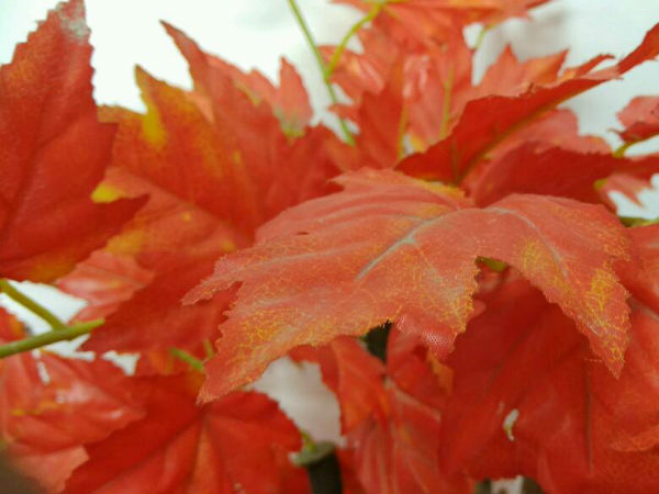 Honor 6X Vs Xiaomi Redmi Note 4: Best photography camera phone Honor 6X Vs Xiaomi Redmi Note 4: Best photography camera phone