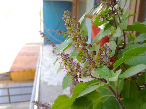 Micromax Evok Note First Impressions