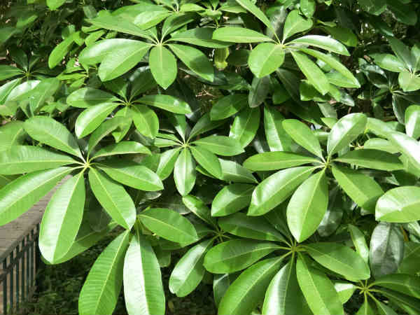 We put the OPPO F3 Plus Camera performance to real-life tests 