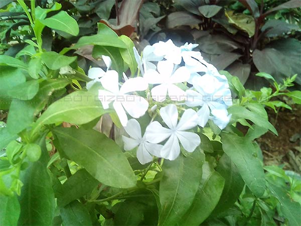 Micromax Evok Power Review