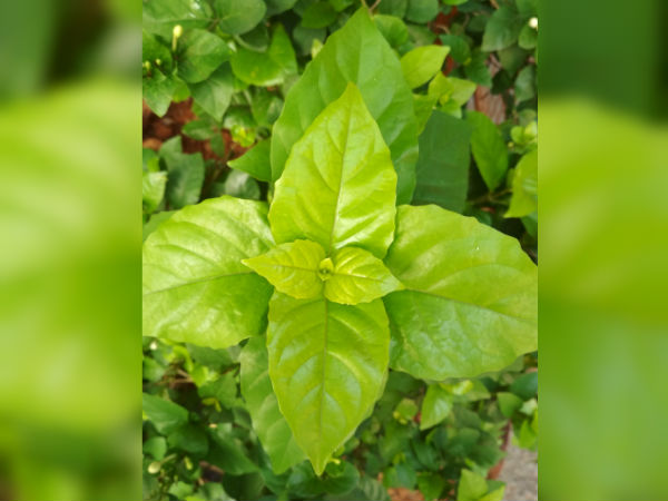 Xiaomi Redmi 4 Review