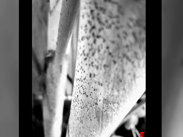 Monochrome+RGB format