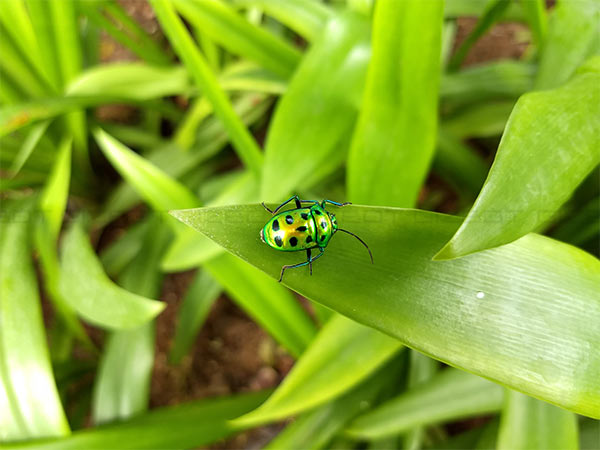 Moto Z2 Play review Moto Z2 Play review