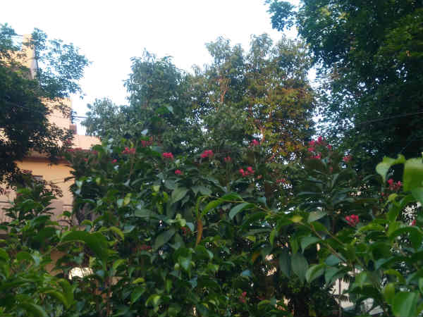 YU Yureka Black First Impression