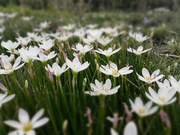 Camera: Jaw dropping features with above average quality!