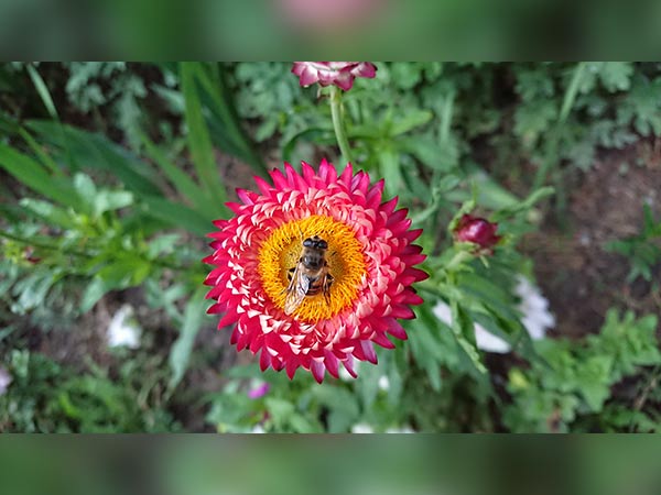 Sony Xperia XZ Premium review: Ahead of its time