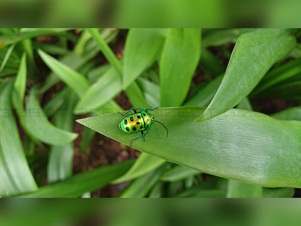 Sony Xperia XZ Premium review: Ahead of its time