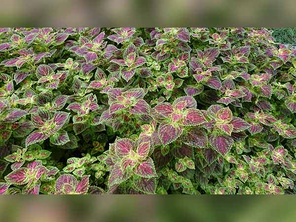 Sony Xperia XZ Premium review: Ahead of its time