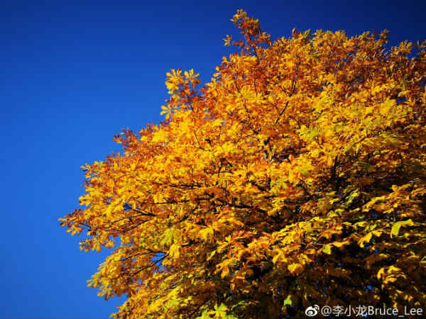 Huawei Mate 10's camera samples released hours before launch