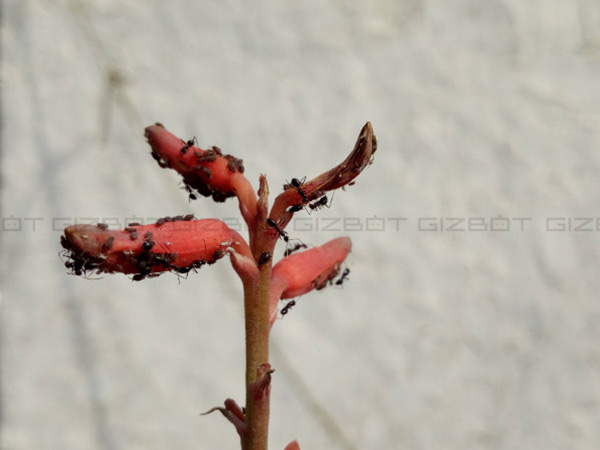 Good for macro shots