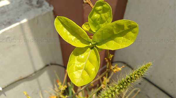 Great for Macro shots