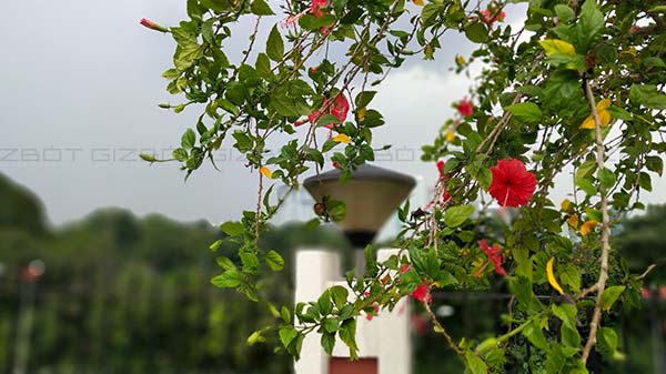 Pleasing Bokeh Effect