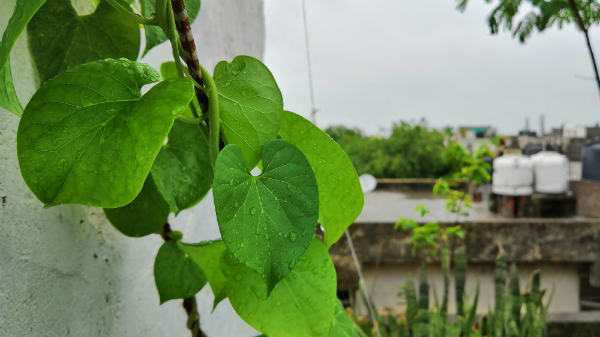 Huawei’s AI Master Mode needs to settle down