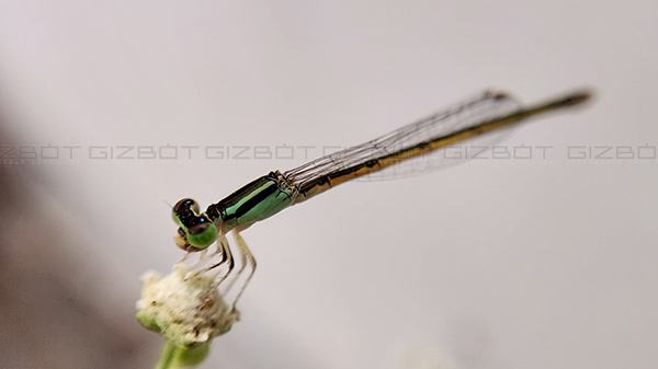 Macro Lens camera Performance