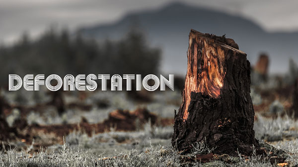 The right way of deforestation