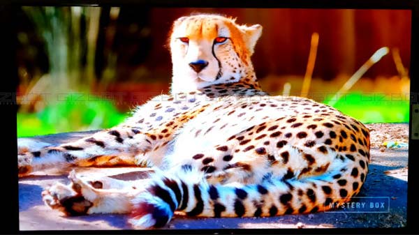 Picture Quality- One word- Excellent 