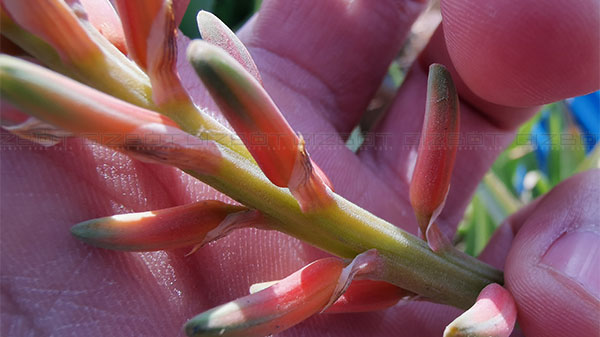 Decent Macro shots (20MP Leica lens)