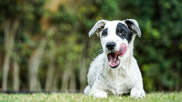 Excellent on-sensor autofocus system