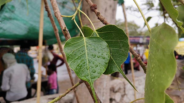 Detailed 48MP Image Sample