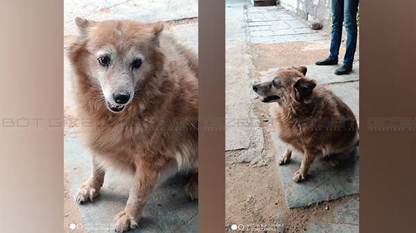 Black Shark 2 Review – Affordable Gaming Smartphone