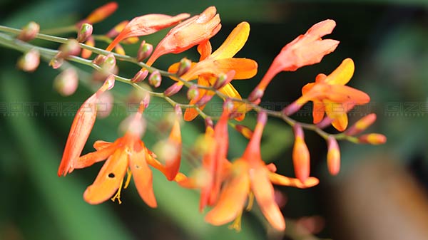 Pleasing Colors, Fine Details And Textures