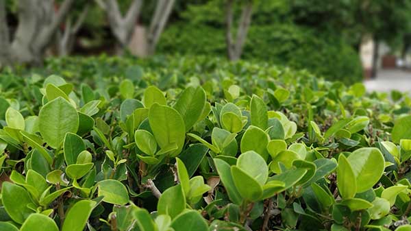 Camera Performance- Good In daylight, Realistic Colors, Natural Portraits