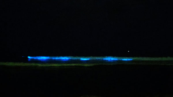 Chennai Sea Bleeds Blue Because Of Poor Water Health And Pollution