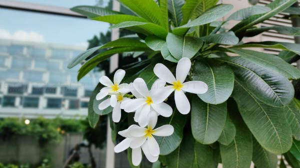 Insane 64MP Quad-Lens Camera Setup