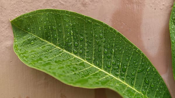 Low-Light Camera Performance