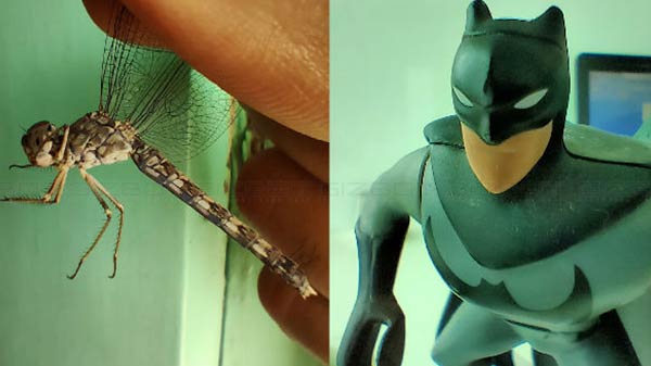 Macro Shots On Realme XT