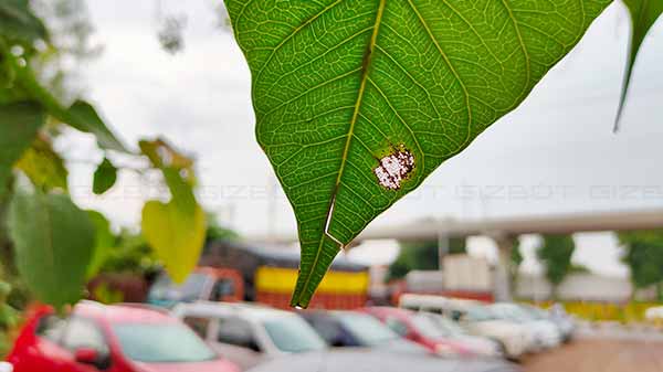 Camera- 64MP vs 48MP Quad-Lens Camera Systems