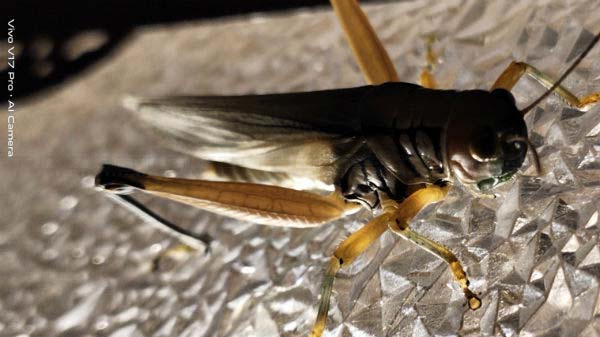 Macro-Lens Performance