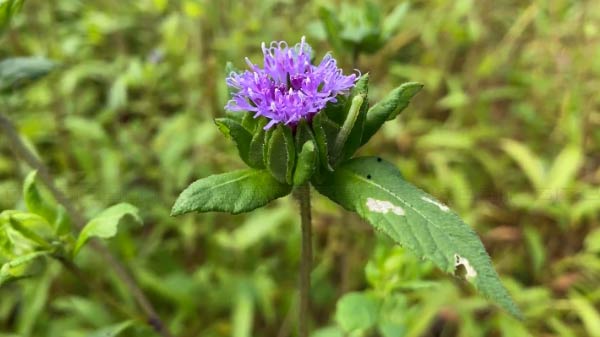 Camera – The Best Smartphone Camera