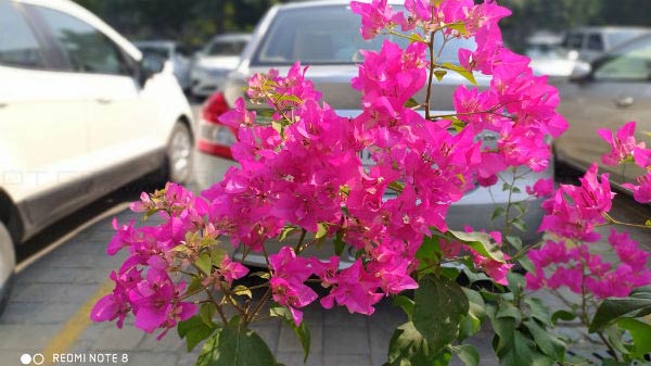 Redmi Note 8 Camera Performance daylight