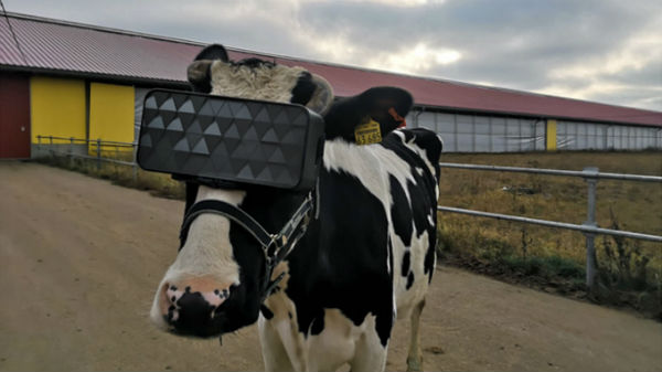 VR Headsets Might Help Cows Produce More Milk: Study