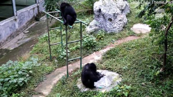Viral Videos 2019: Chimpanzee Washing Clothes