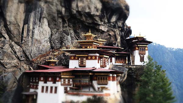 Delight For Still Photography